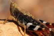 Cuprascula pictipes Grasshopper (Cuprascula pictipes)